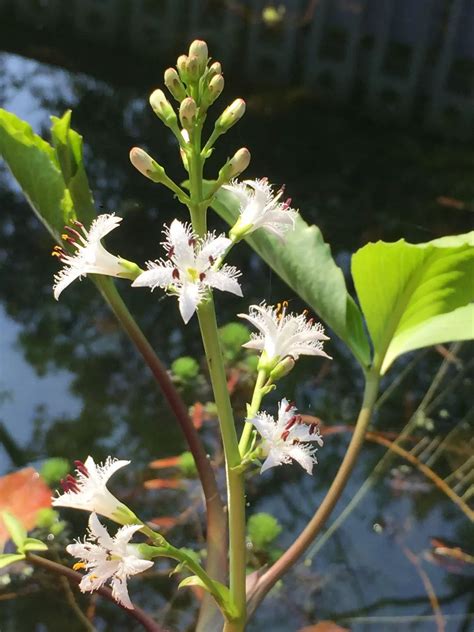 睡菜|睡菜（睡菜科睡菜属植物）